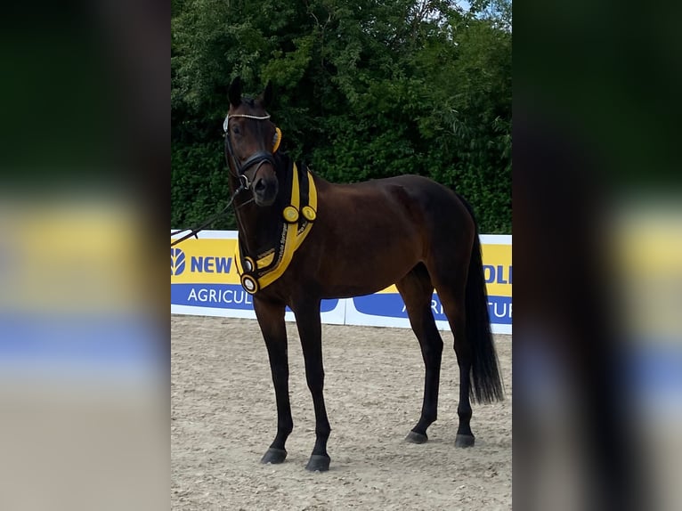 Deutsches Sportpferd Stute 2 Jahre 161 cm Brauner in Haunsheim