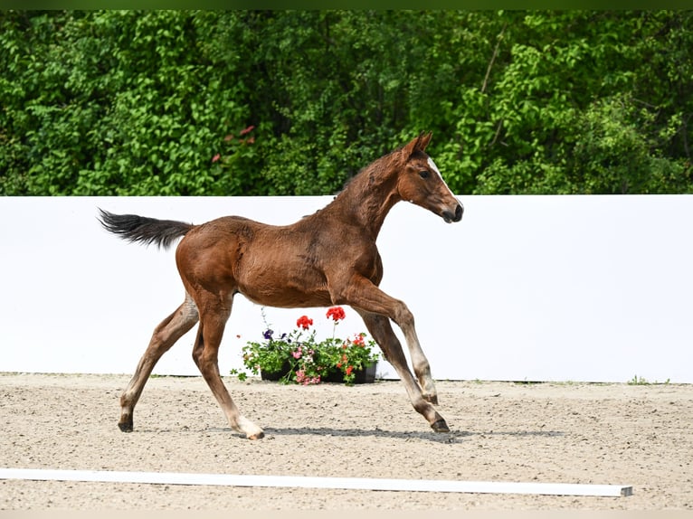 Deutsches Sportpferd Stute 2 Jahre 161 cm Brauner in Haunsheim