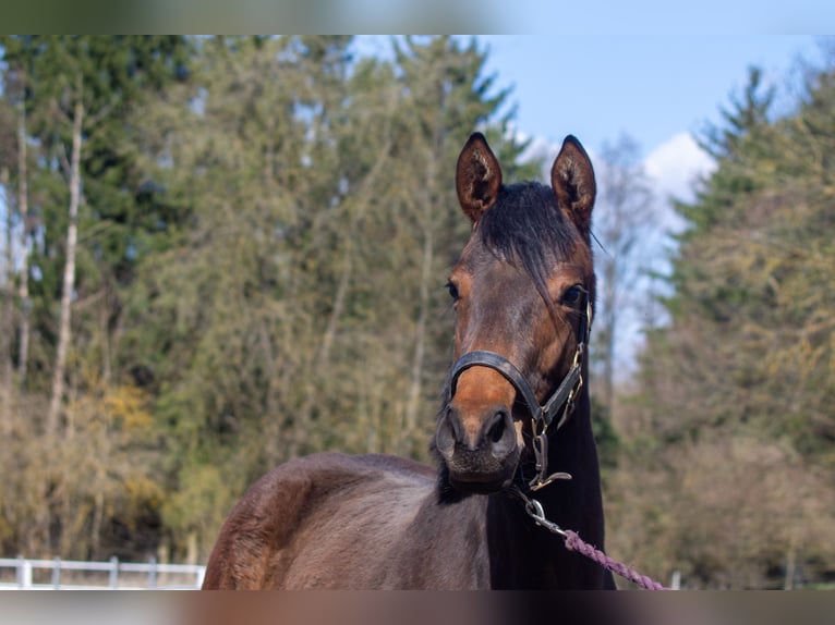 Deutsches Sportpferd Stute 2 Jahre 162 cm Brauner in Nordhausen