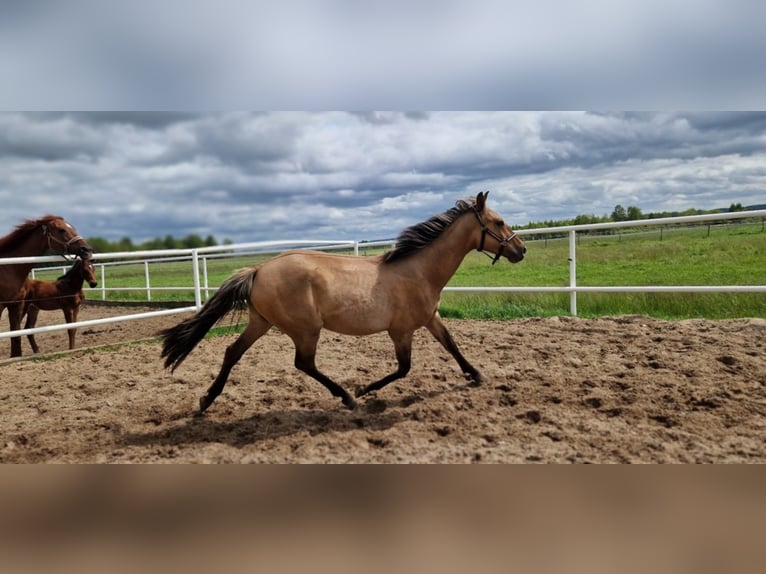 Deutsches Sportpferd Stute 2 Jahre 162 cm Falbe in L&#x119;bork