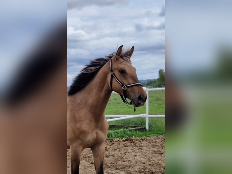 Deutsches Sportpferd Stute 2 Jahre 162 cm Falbe in L&#x119;bork
