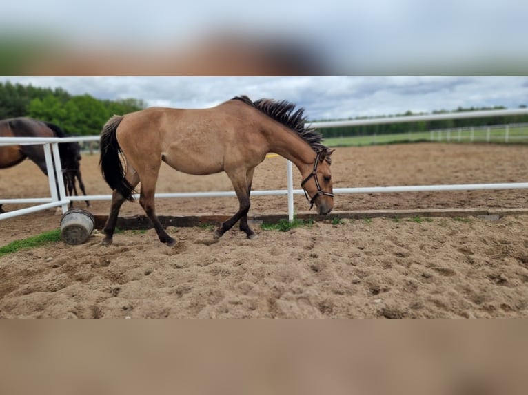 Deutsches Sportpferd Stute 2 Jahre 162 cm Falbe in L&#x119;bork