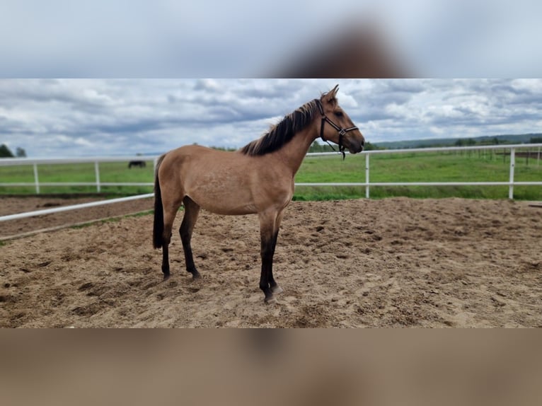 Deutsches Sportpferd Stute 2 Jahre 162 cm Falbe in L&#x119;bork