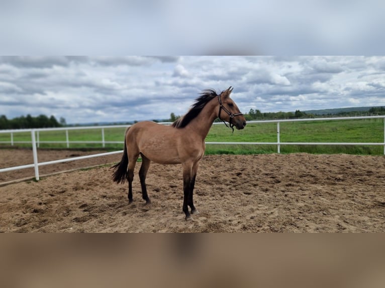 Deutsches Sportpferd Stute 2 Jahre 162 cm Falbe in L&#x119;bork