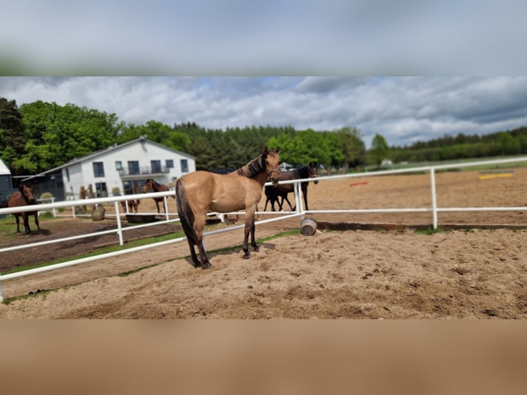 Deutsches Sportpferd Stute 2 Jahre 162 cm Falbe in L&#x119;bork