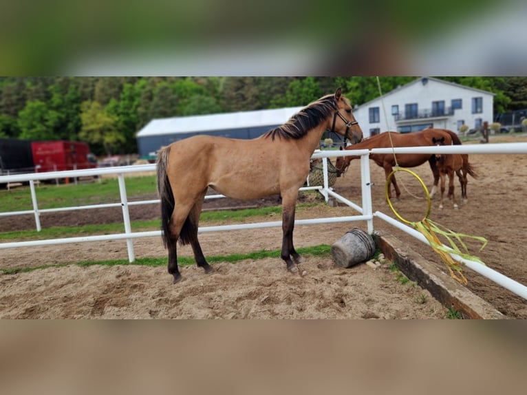 Deutsches Sportpferd Stute 2 Jahre 162 cm Falbe in L&#x119;bork