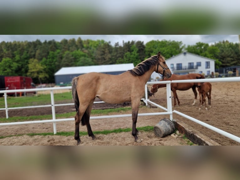 Deutsches Sportpferd Stute 2 Jahre 162 cm Falbe in L&#x119;bork