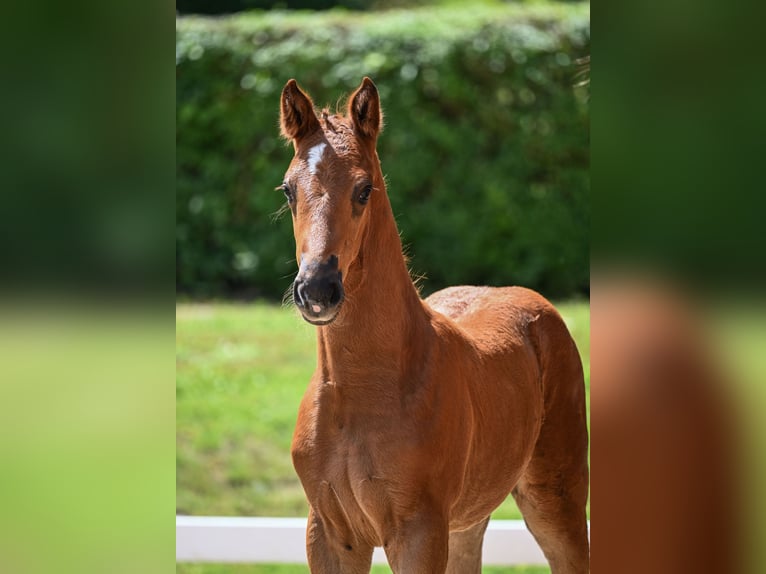 Deutsches Sportpferd Stute 2 Jahre 162 cm Fuchs in Taufkirchen (Vils)