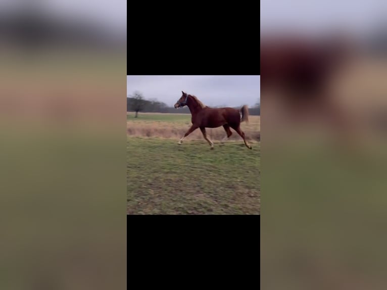 Deutsches Sportpferd Stute 2 Jahre 162 cm Fuchs in Zangenberg