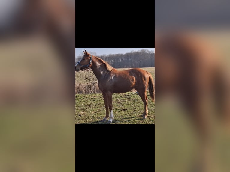 Deutsches Sportpferd Stute 2 Jahre 162 cm Fuchs in Zangenberg