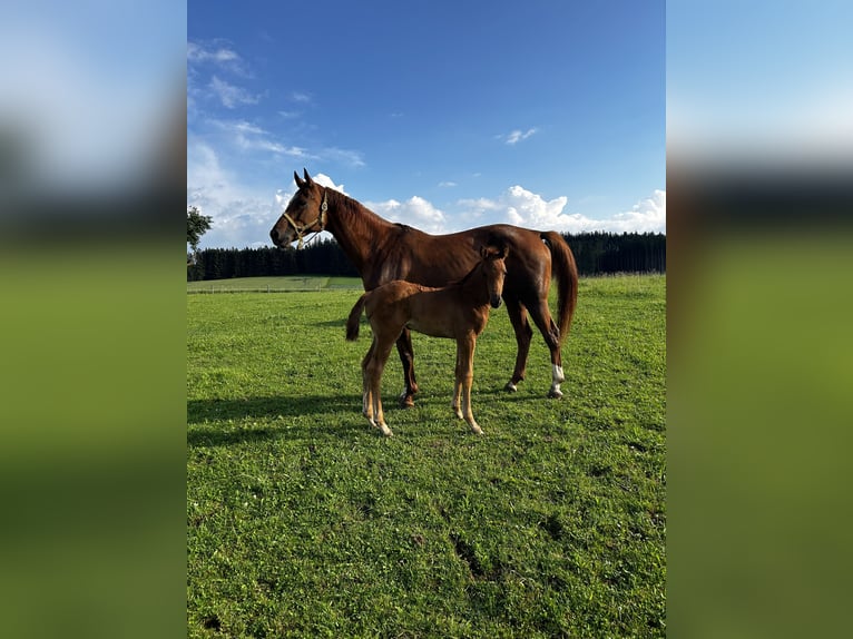 Deutsches Sportpferd Stute 2 Jahre 162 cm Fuchs in Taufkirchen (Vils)