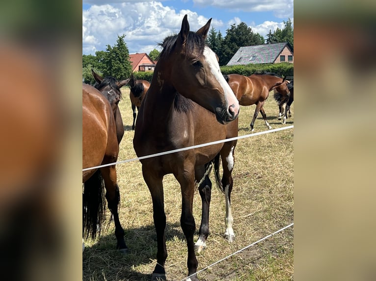 Deutsches Sportpferd Stute 2 Jahre 163 cm Brauner in Luckau