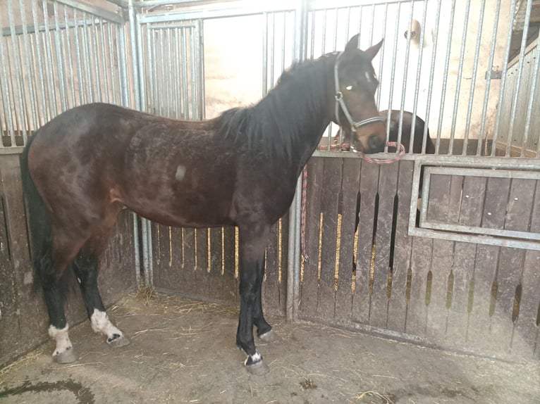 Deutsches Sportpferd Stute 2 Jahre 164 cm Brauner in Misserode