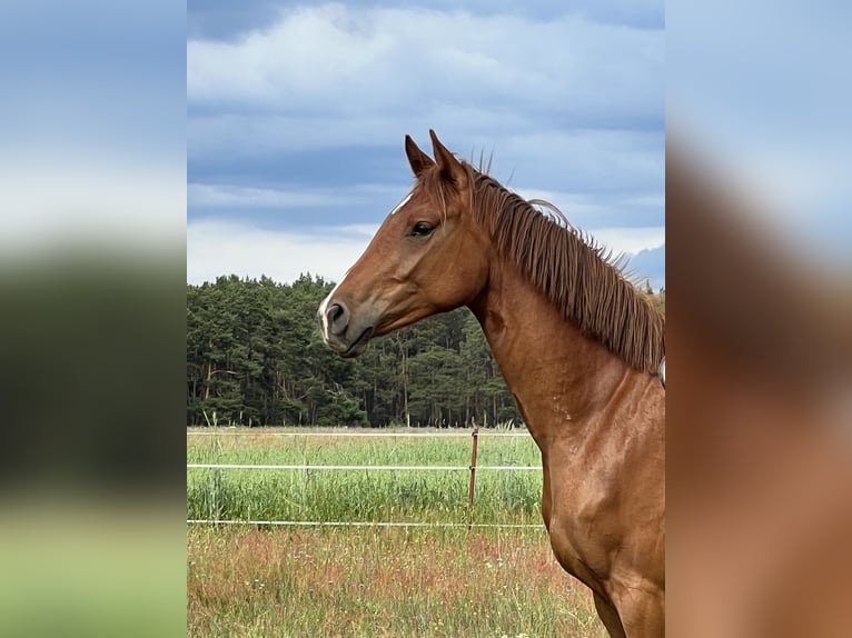 Deutsches Sportpferd Stute 2 Jahre 164 cm Fuchs in Schwielochsee