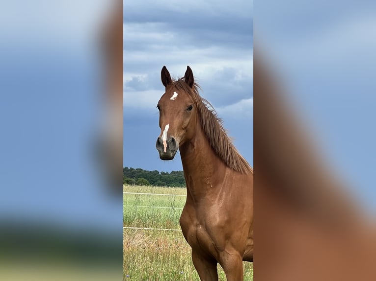 Deutsches Sportpferd Stute 2 Jahre 164 cm Fuchs in Schwielochsee