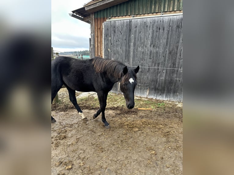 Deutsches Sportpferd Stute 2 Jahre 164 cm Rappe in Lehrberg