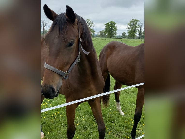 Deutsches Sportpferd Stute 2 Jahre 165 cm Brauner in Herzberg