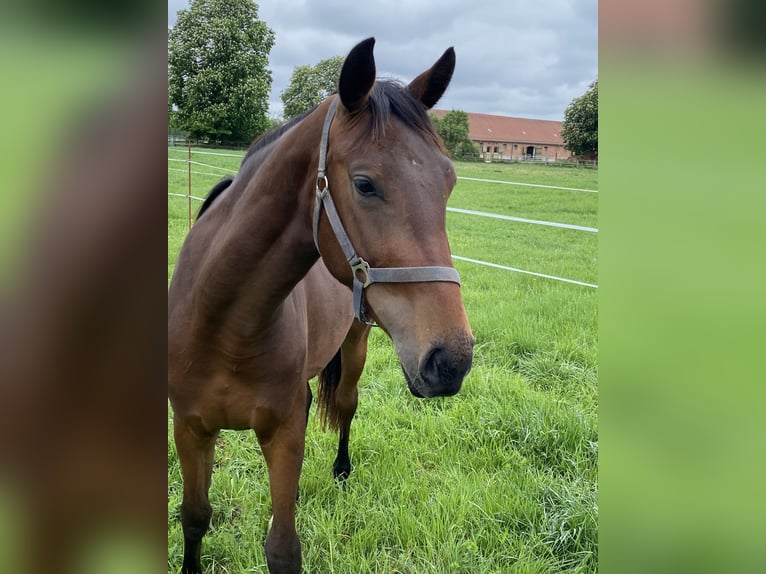 Deutsches Sportpferd Stute 2 Jahre 165 cm Brauner in Herzberg