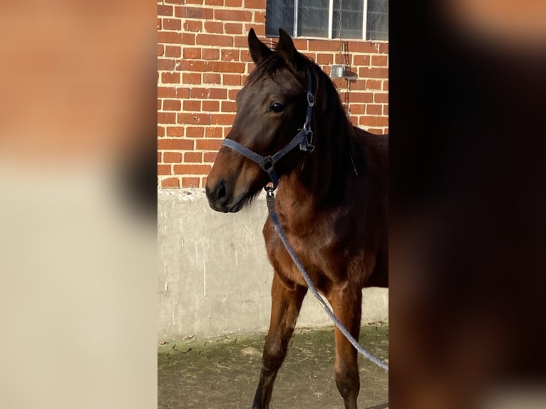 Deutsches Sportpferd Stute 2 Jahre 165 cm Brauner in Herzberg