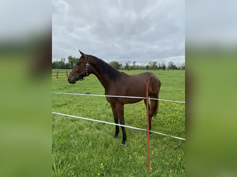 Deutsches Sportpferd Stute 2 Jahre 165 cm Brauner in Herzberg