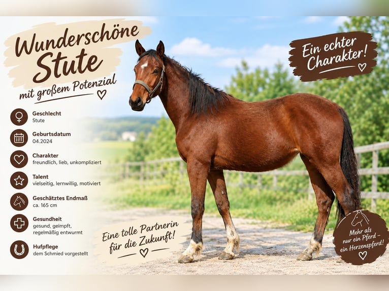 Deutsches Sportpferd Stute 2 Jahre 165 cm Brauner in Albaching