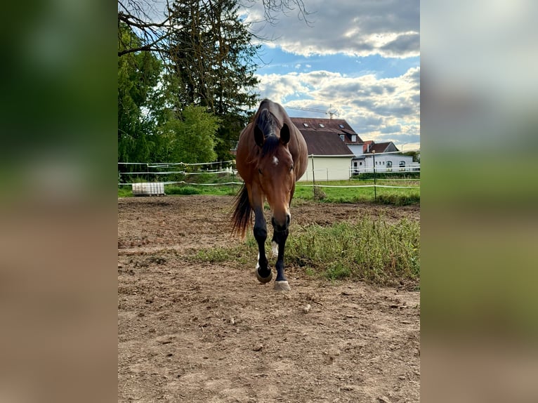 Deutsches Sportpferd Stute 2 Jahre 165 cm Brauner in Regensburg