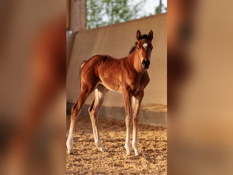 Deutsches Sportpferd Stute 2 Jahre 165 cm Brauner in Frauenneuharting