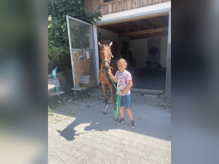 Deutsches Sportpferd Stute 2 Jahre 165 cm Brauner in Frauenneuharting