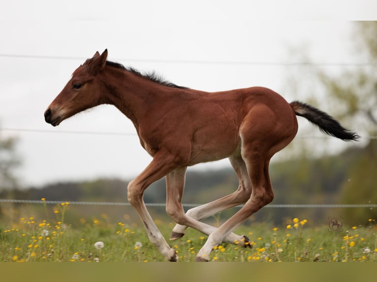 Deutsches Sportpferd Stute 2 Jahre 165 cm Brauner in Frauenneuharting