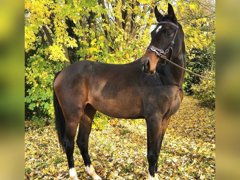 Deutsches Sportpferd Stute 2 Jahre 165 cm Dunkelbrauner in Bretten