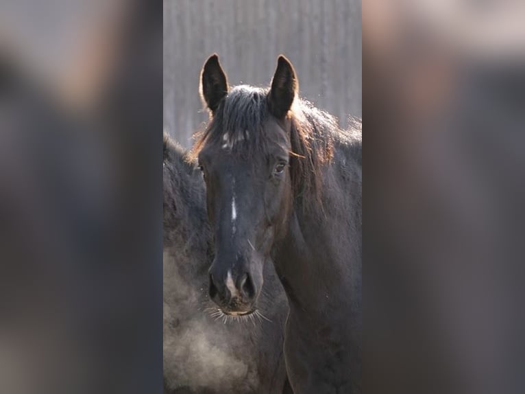 Deutsches Sportpferd Stute 2 Jahre 165 cm Rappe in Ruppertshofen