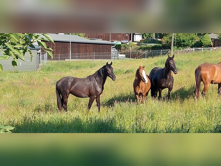 Deutsches Sportpferd Stute 2 Jahre 165 cm Rappe in Hartmannsdorf