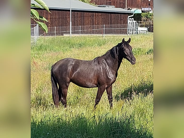 Deutsches Sportpferd Stute 2 Jahre 165 cm Rappe in Hartmannsdorf