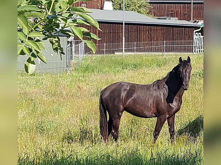 Deutsches Sportpferd Stute 2 Jahre 165 cm Rappe in Hartmannsdorf
