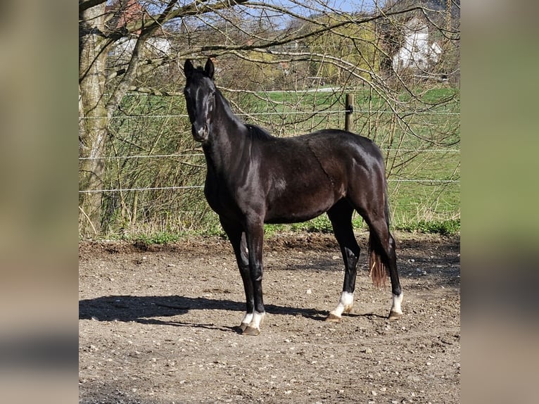 Deutsches Sportpferd Stute 2 Jahre 165 cm Rappe in Ettenbeuren
