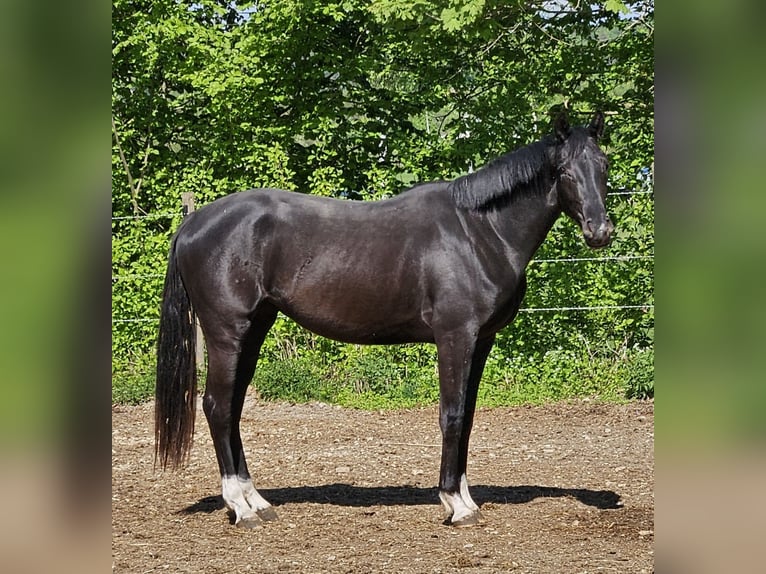 Deutsches Sportpferd Stute 2 Jahre 165 cm Rappe in Ettenbeuren