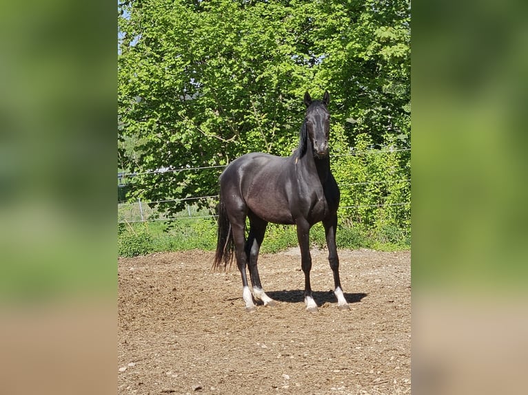 Deutsches Sportpferd Stute 2 Jahre 165 cm Rappe in Ettenbeuren
