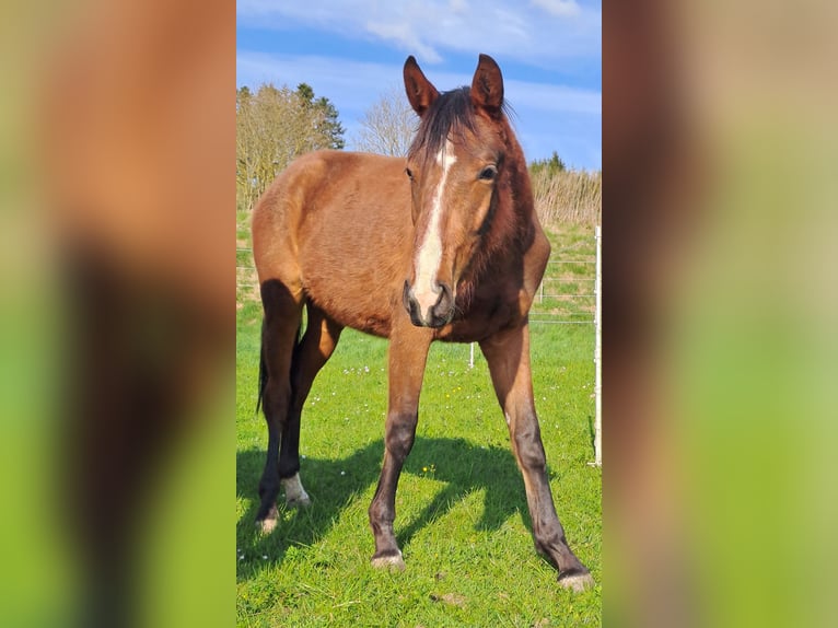 Deutsches Sportpferd Stute 2 Jahre 168 cm Brauner in Stiefenhofen