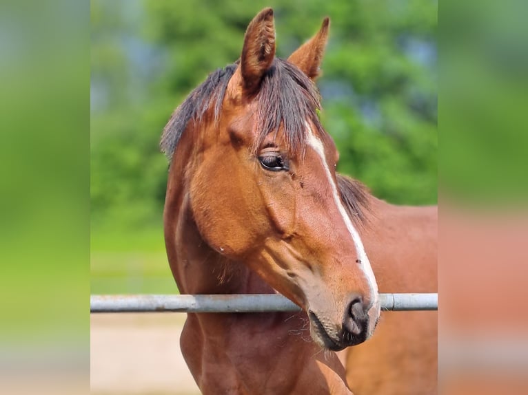 Deutsches Sportpferd Stute 2 Jahre 168 cm Brauner in Stiefenhofen