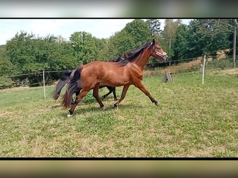 Deutsches Sportpferd Stute 2 Jahre 168 cm Brauner in Döbeln