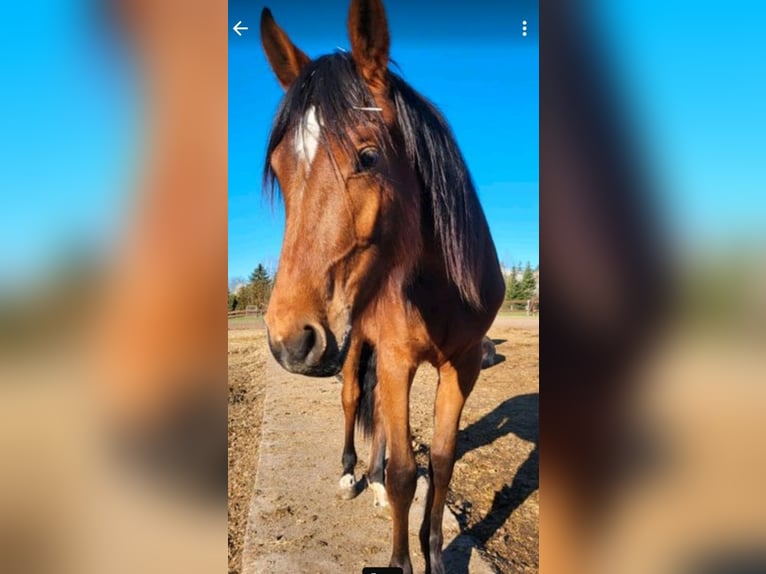 Deutsches Sportpferd Stute 2 Jahre 168 cm Brauner in Döbeln
