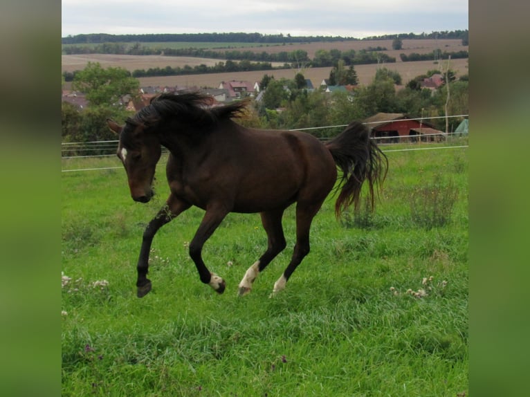 Deutsches Sportpferd Stute 2 Jahre 168 cm Brauner in Querfurt