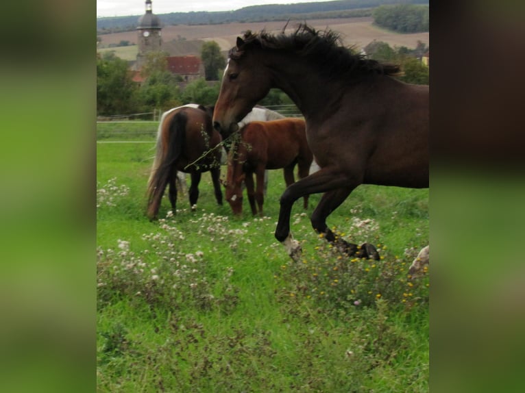 Deutsches Sportpferd Stute 2 Jahre 168 cm Brauner in Querfurt