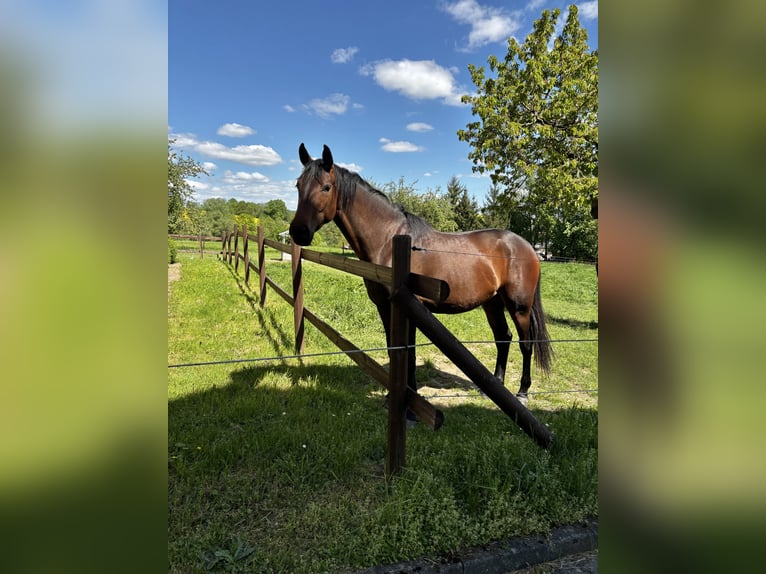 Deutsches Sportpferd Stute 2 Jahre 168 cm Dunkelbrauner in Schm&#xF6;lln