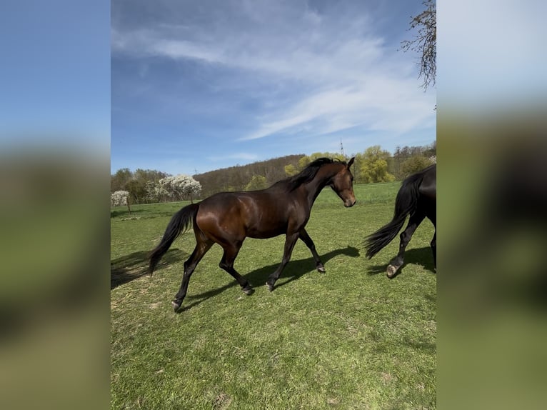 Deutsches Sportpferd Stute 2 Jahre 168 cm Dunkelbrauner in Schm&#xF6;lln
