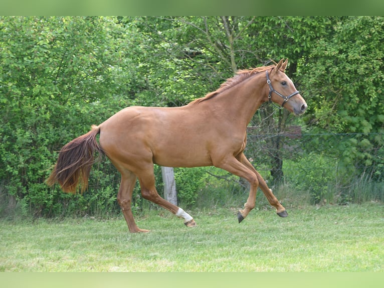 Deutsches Sportpferd Stute 2 Jahre 168 cm Fuchs in Sch&#xF6;nwalde-Glien