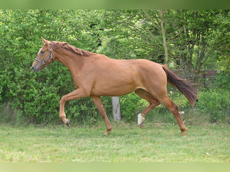 Deutsches Sportpferd Stute 2 Jahre 168 cm Fuchs in Sch&#xF6;nwalde-Glien