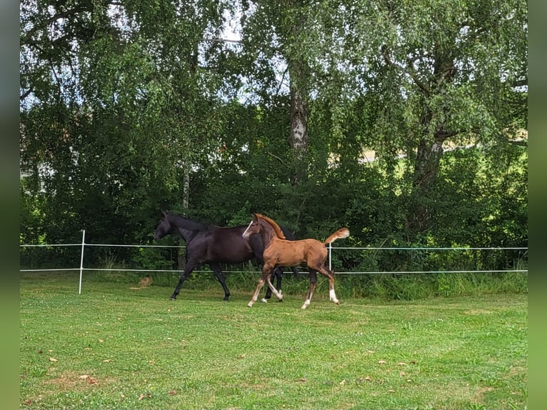 Deutsches Sportpferd Stute 2 Jahre 169 cm Fuchs in Bad Saulgau