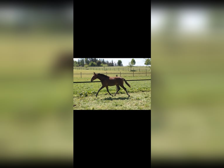 Deutsches Sportpferd Stute 2 Jahre 170 cm Brauner in Bad Saulgau