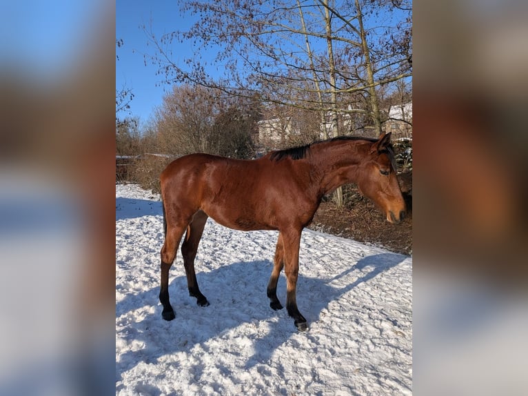 Deutsches Sportpferd Stute 2 Jahre 170 cm Brauner in Bad Sulza